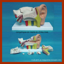 Modelo de ouvido anatômico médico de meia-esquerda (ERU tipo 6 PCS)
